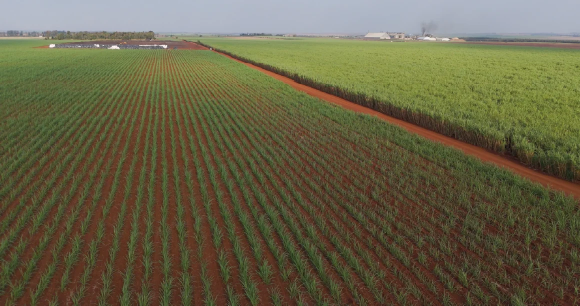 Plantación de caña de azúcar