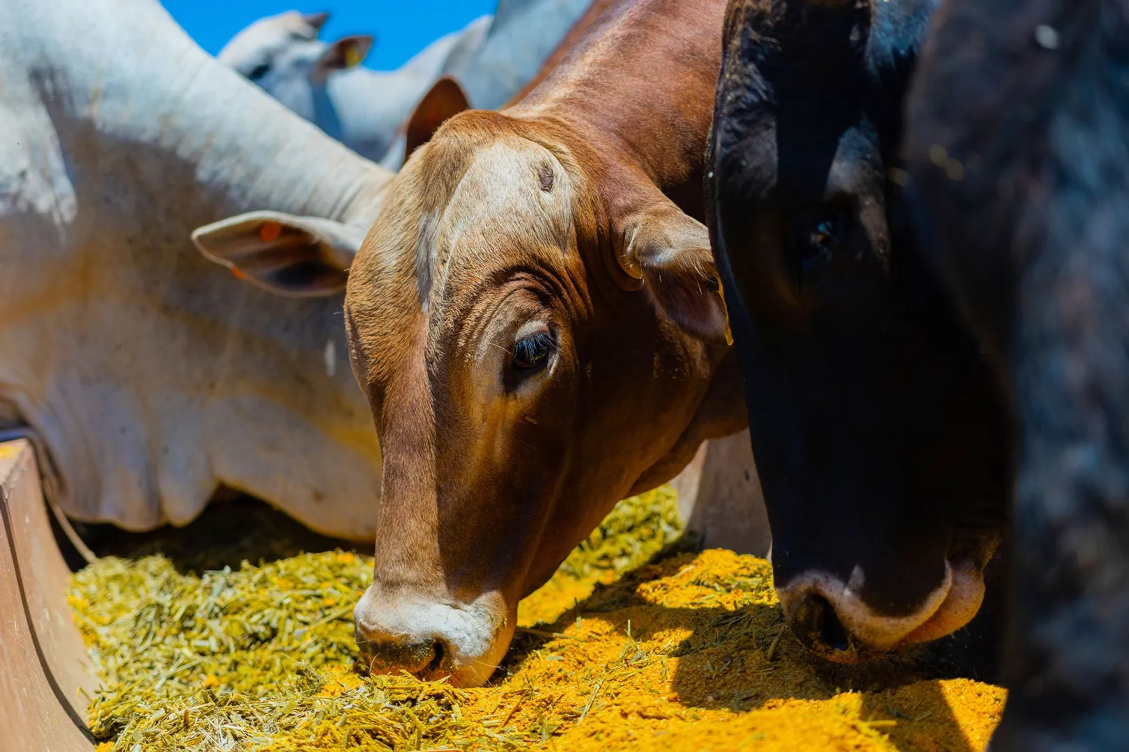Cattle