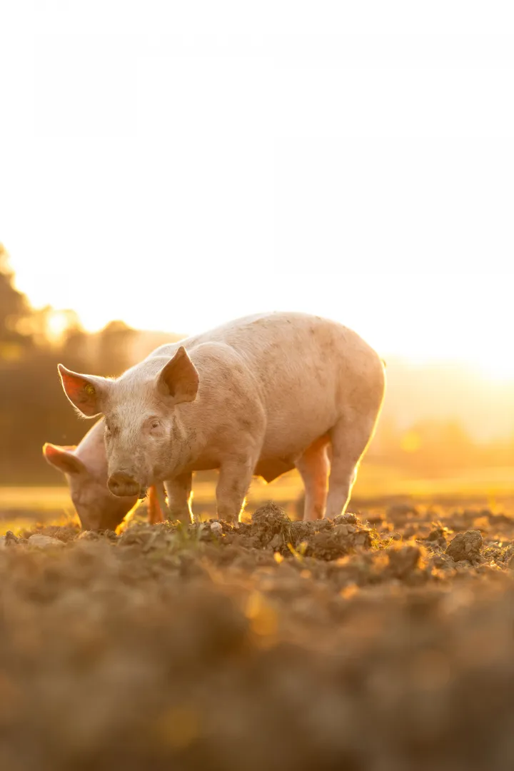 Nutrición animal
