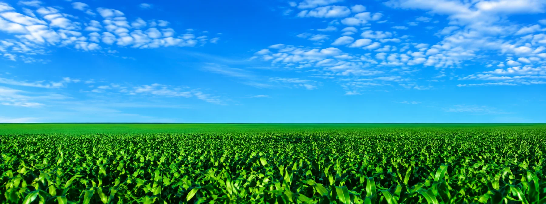 Cultivo de maíz bajo el cielo